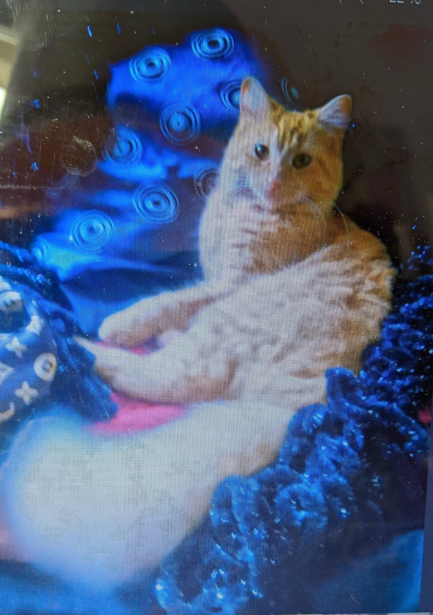 Zorra a rejoint le concours — aidez-le/la à gagner de superbes lots ! art, azure, blue, carnivore, cat, creative_arts, domestic_short_haired_cat, electric_blue, fawn, felidae, fur, linens, magenta, organism, pattern, small_to_medium_sized_cats, tail, textile, whiskers, wool