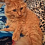 cat, orange_cat, fluffy, pet, feline, animal, indoor, blanket, leopard_print, blue_blanket, whiskers, closeup, resting, fur, cute, domestic_cat, soft, cozy, relaxed, portrait