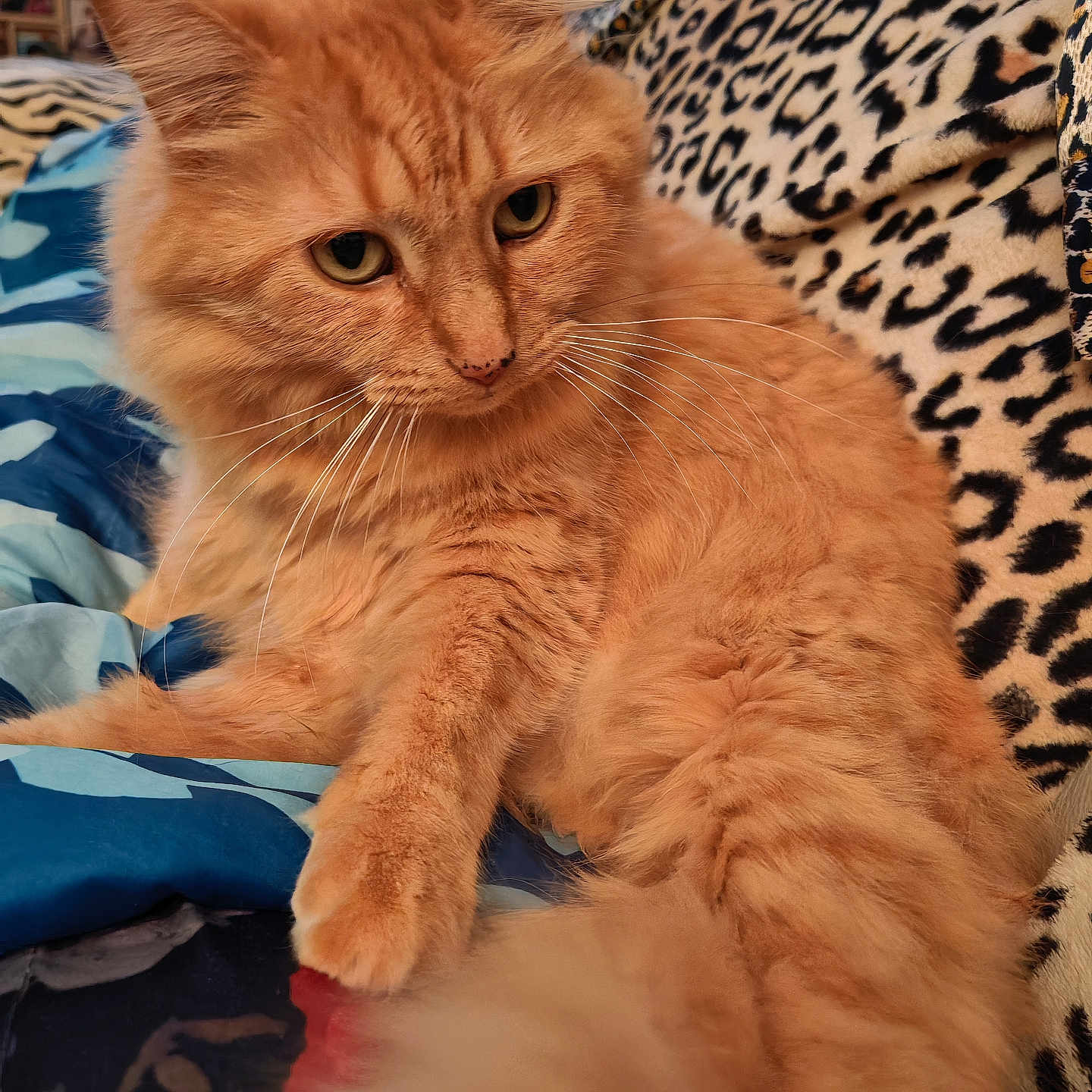 Zorra