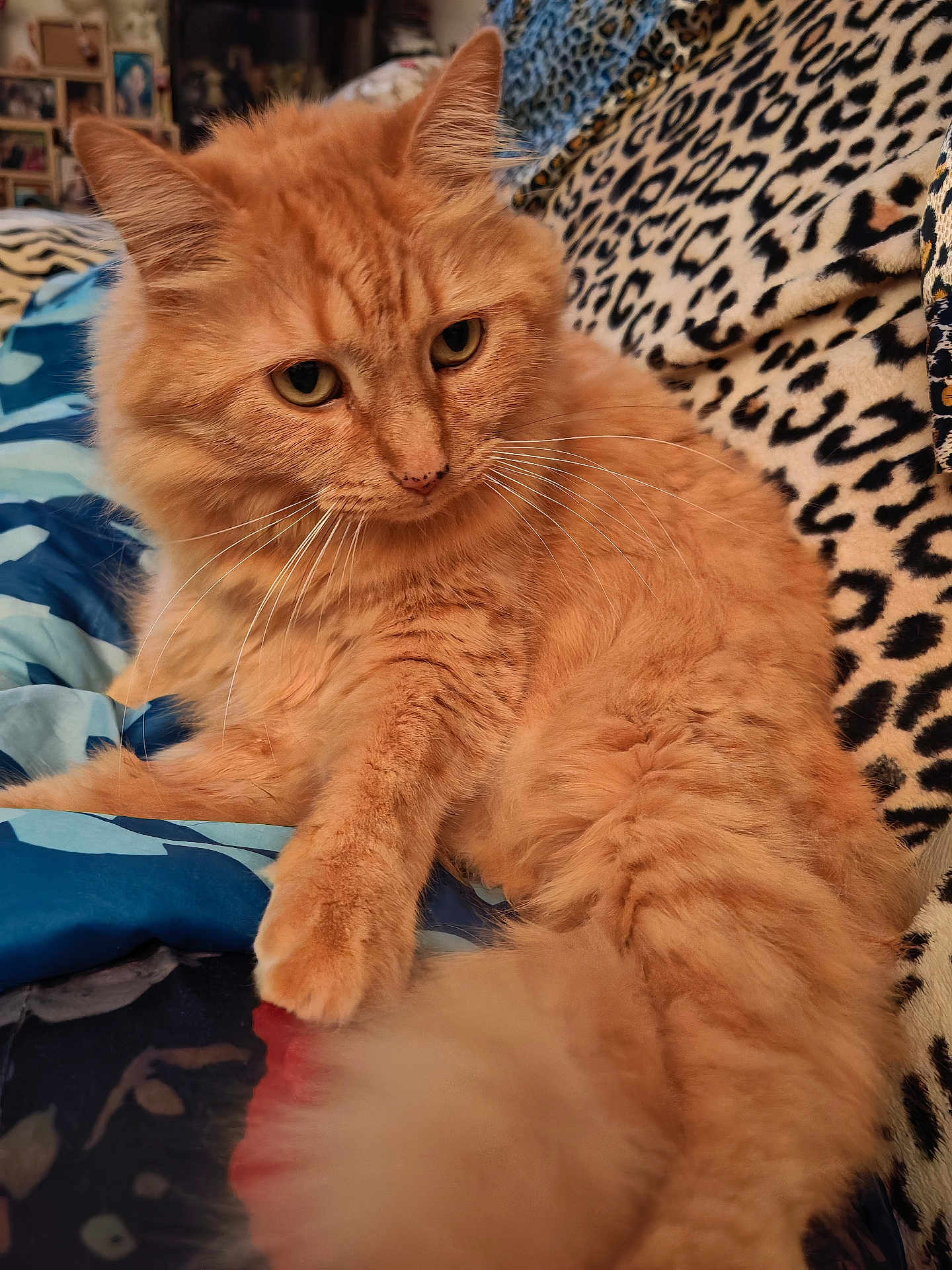 Zorra