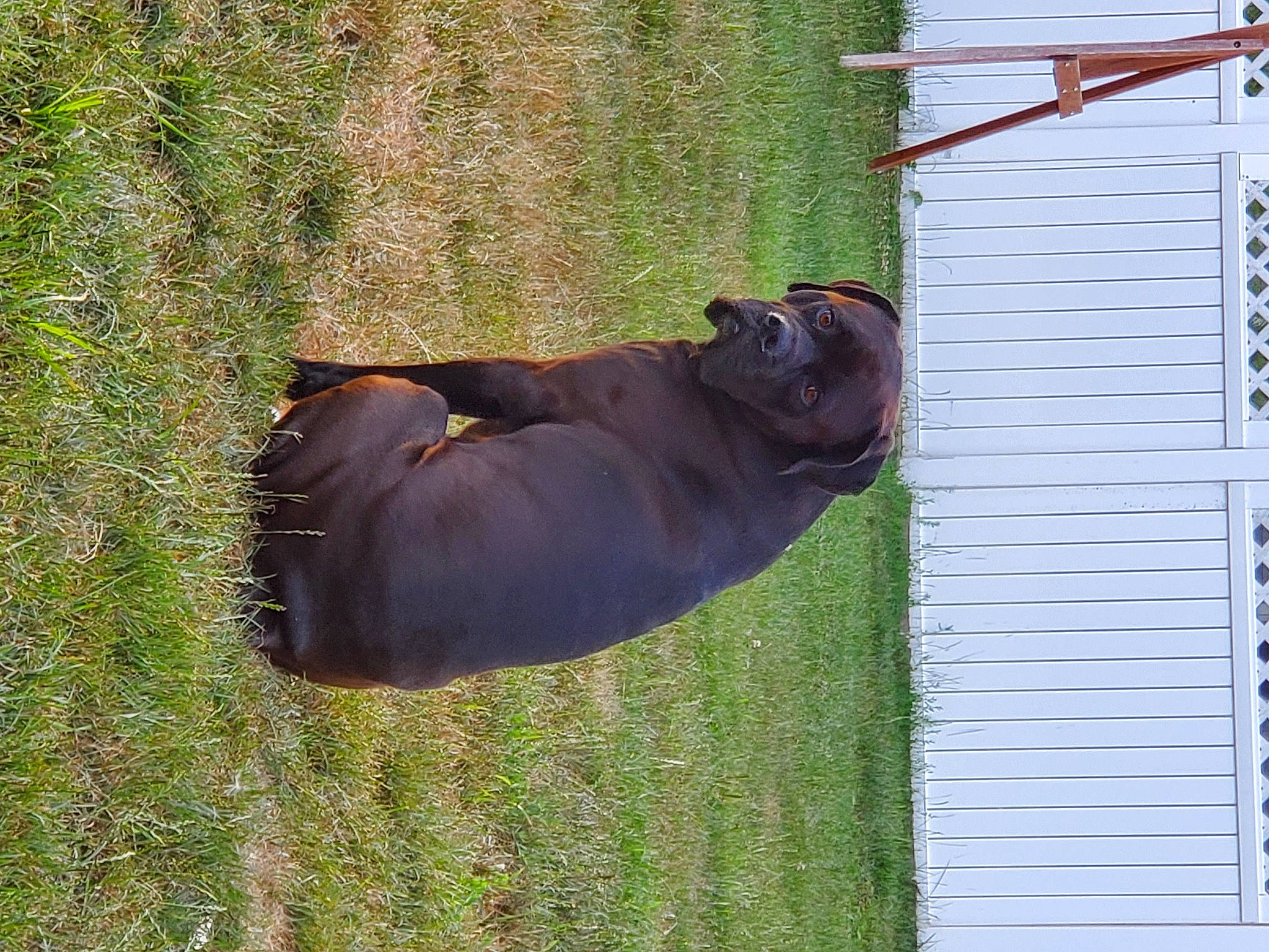 Leo joined the competition — help win amazing prizes! fawn, grass, organism, snout, tail, wildlife, wood