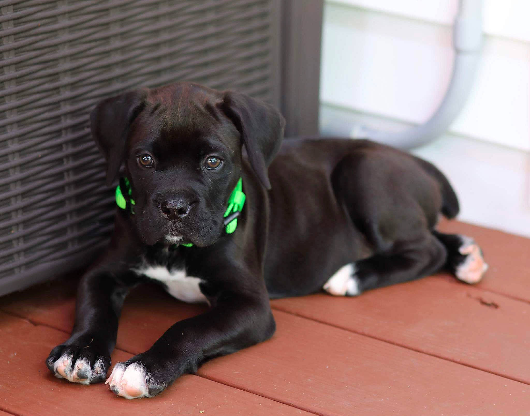 Leo joined the competition — help win amazing prizes! american_pit_bull_terrier, bandog, cane_corso, canidae, carnivore, companion_dog, dog, dog_breed, fawn, guard_dog, mammal, molosser, non_sporting_group, puppy, rare_breed_dog, snout, sporting_group, vertebrate, whiskers