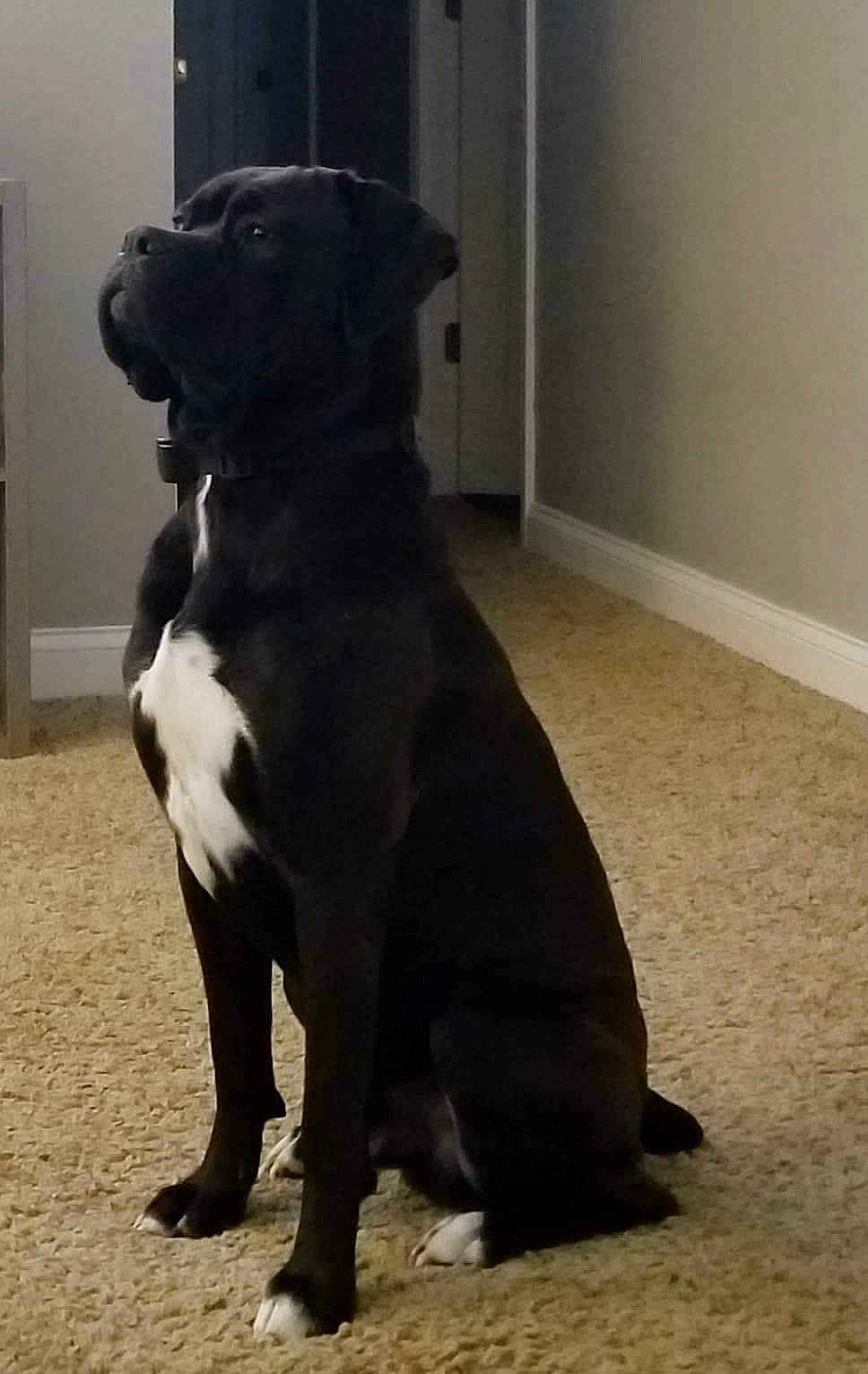 Leo joined the competition — help win amazing prizes! american_pit_bull_terrier, american_staffordshire_terrier, bandog, borador, cane_corso, canidae, carnivore, companion_dog, dog, dog_breed, fawn, guard_dog, mammal, non_sporting_group, pit_bull, snout, sporting_group, staffordshire_bull_terrier, tail