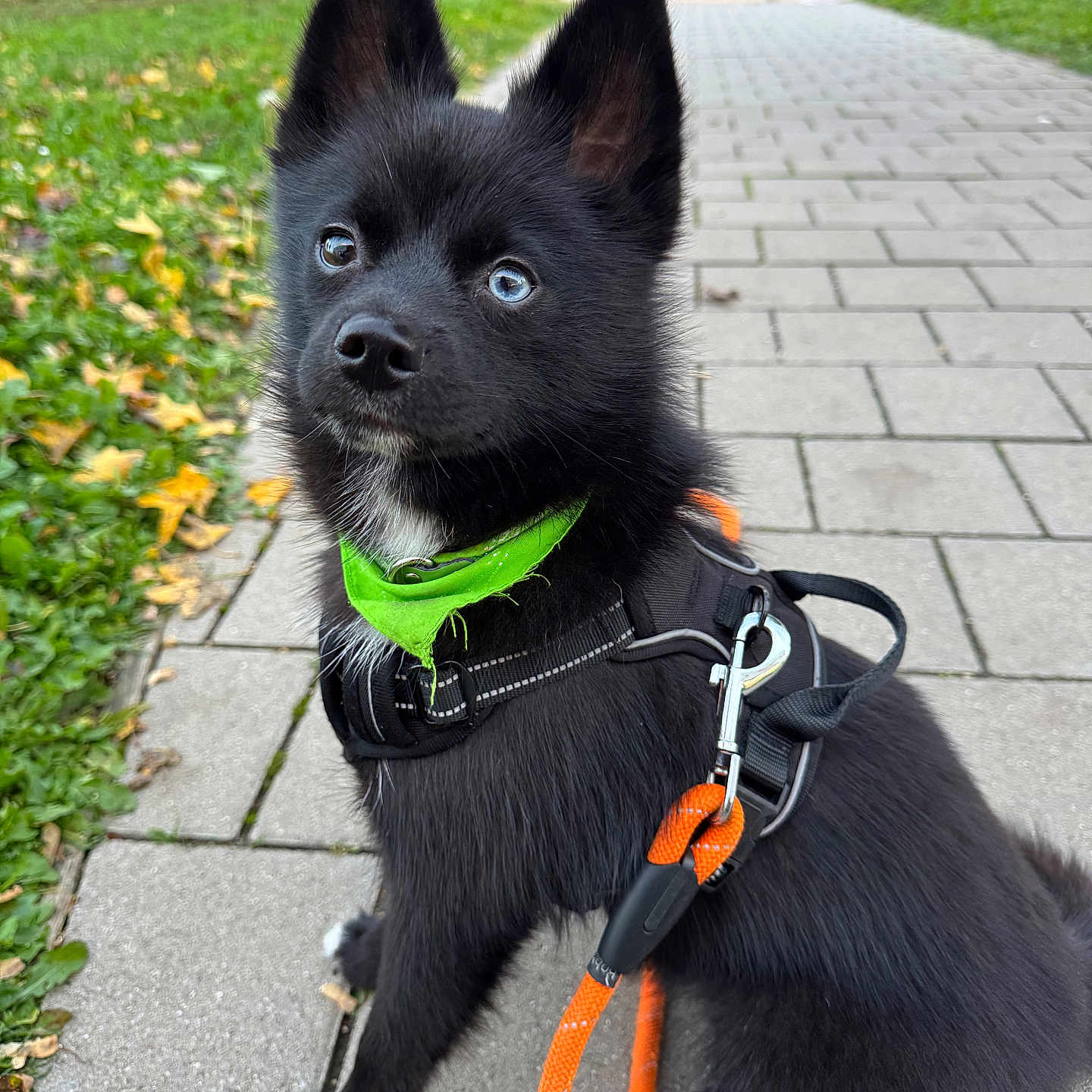 Fréki