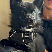Fréki participe au concours pour gagner de l'argent avec cette photo : dog, black_dog, heterochromia, pet, animal, close_up, portrait, furry, canine, harness, indoor, person, man, face, mustache, casual_clothing, holding, focus, soft_background, expression