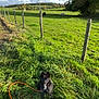Fréki a rejoint le concours — aidez-le/la à gagner de superbes lots ! dog, black_dog, leash, grass, greenery, field, countryside, cows, grazing, fence, wooden_posts, sky, clouds, trees, outdoor, nature, sunlight, happy, pet, animal