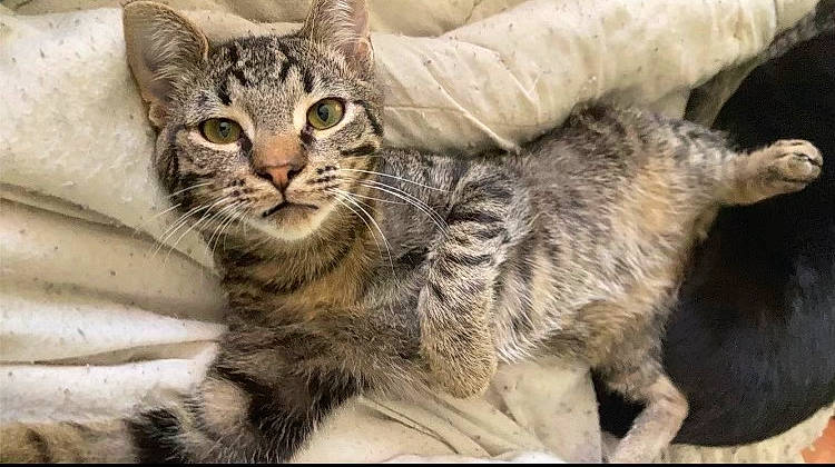 Sparta joined the competition — help win amazing prizes! carnivore, cat, claw, comfort, domestic_short_haired_cat, felidae, fur, paw, small_to_medium_sized_cats, snout, tail, terrestrial_animal, whiskers, wildlife