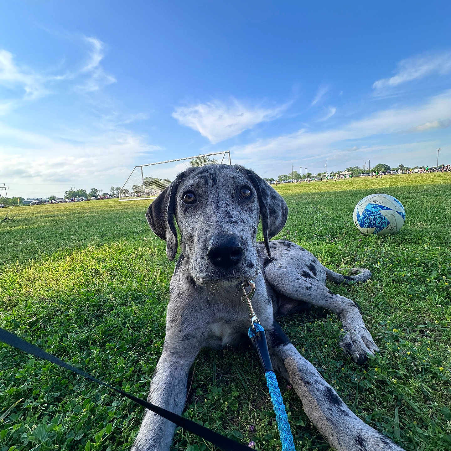 Loki joined the competition — help win amazing prizes! animal, ball, canine, car, dog, football, grass, greatdane, outdoors, person, pet, plant, pointer, puppy, soccer, soccerball, sphere, sport, transportation, vehicle