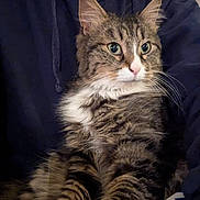 Achrafieha a rejoint le concours — aidez-le/la à gagner de superbes lots ! cat, tabby_cat, pet, indoor, person, hoodie, fur, whiskers, eyes, portrait, sitting, paws, lap, cozy, close_up, domestic_animal, necklace, blanket, striped_pattern, relaxed