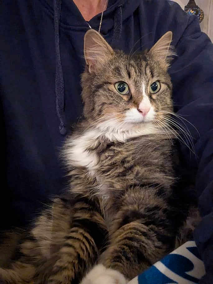 Achrafieha a rejoint le concours — aidez-le/la à gagner de superbes lots ! cat, tabby_cat, pet, indoor, person, hoodie, fur, whiskers, eyes, portrait, sitting, paws, lap, cozy, close_up, domestic_animal, necklace, blanket, striped_pattern, relaxed