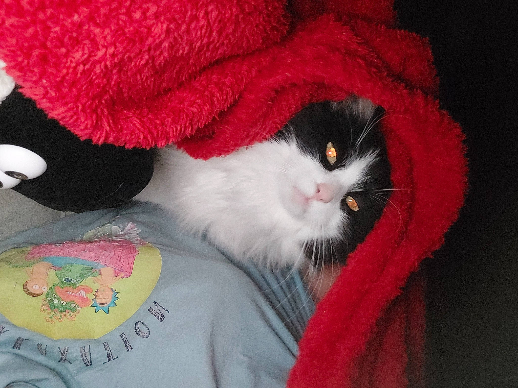 Perlimpimpin a rejoint le concours — aidez-le/la à gagner de superbes lots ! carmine, carnivore, cat, cat_bed, comfort, coquelicot, domestic_short_haired_cat, fashion_accessory, felidae, fur, magenta, paw, small_to_medium_sized_cats, tail, thread, tree, whiskers, wool, woolen