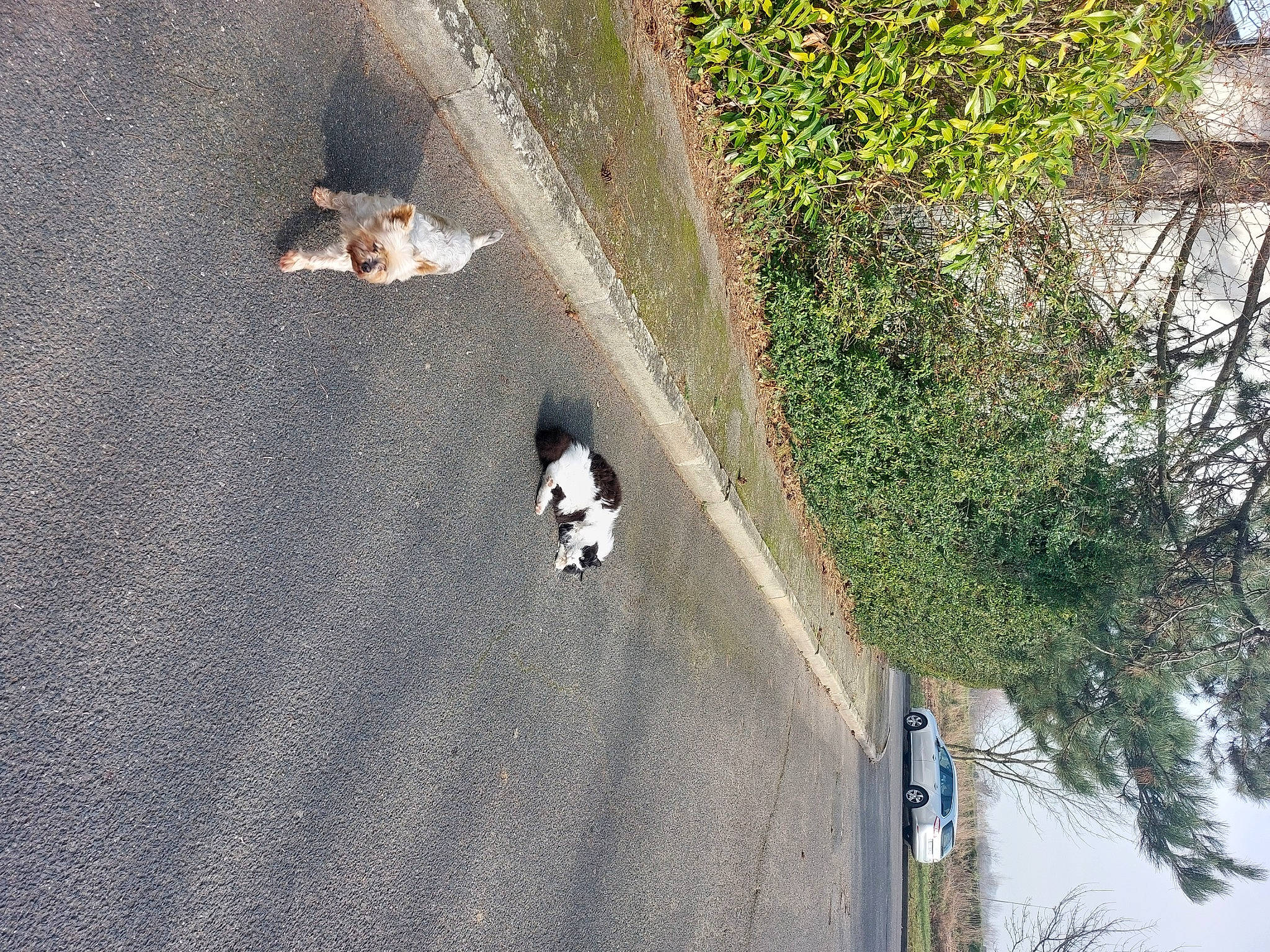 Perlimpimpin participe au concours pour gagner de l'argent avec cette photo : asphalt, biome, building, carnivore, concrete, grass, landscape, leaf, line, plant, road, road_surface, sidewalk, slope, tar, thoroughfare, tree, urban_design, wall, wood