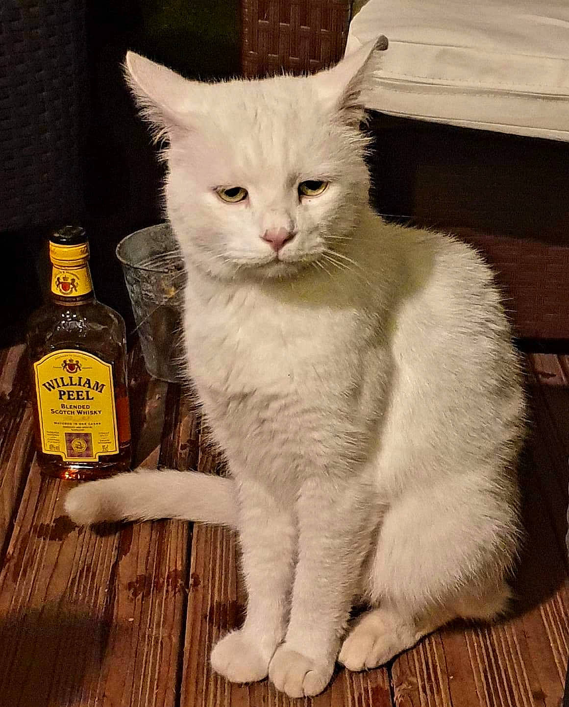 Monsieur Malley a rejoint le concours — aidez-le/la à gagner de superbes lots ! bottle, bottle_cap, carnivore, cat, claw, domestic_short_haired_cat, felidae, fur, hardwood, liquid, paw, small_to_medium_sized_cats, snout, tail, terrestrial_animal, varnish, whiskers, window, wood, wood_stain