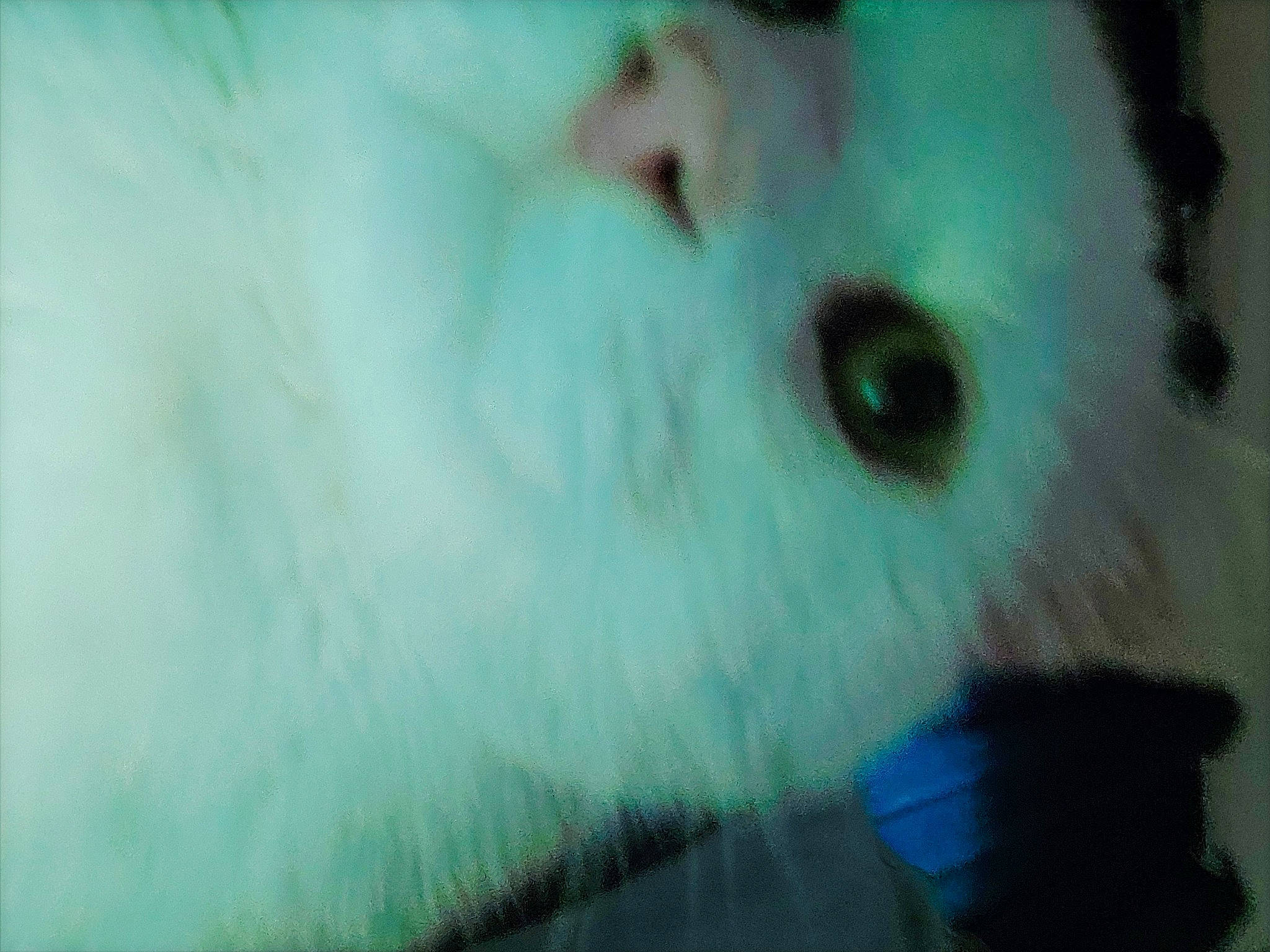 Monsieur Malley participe au concours pour gagner de l'argent avec cette photo : canidae, carnivore, cat, claw, companion_dog, dog_breed, eye, fawn, felidae, fur, paw, small_to_medium_sized_cats, snout, spitz, sporting_group, tail, terrestrial_animal, whiskers