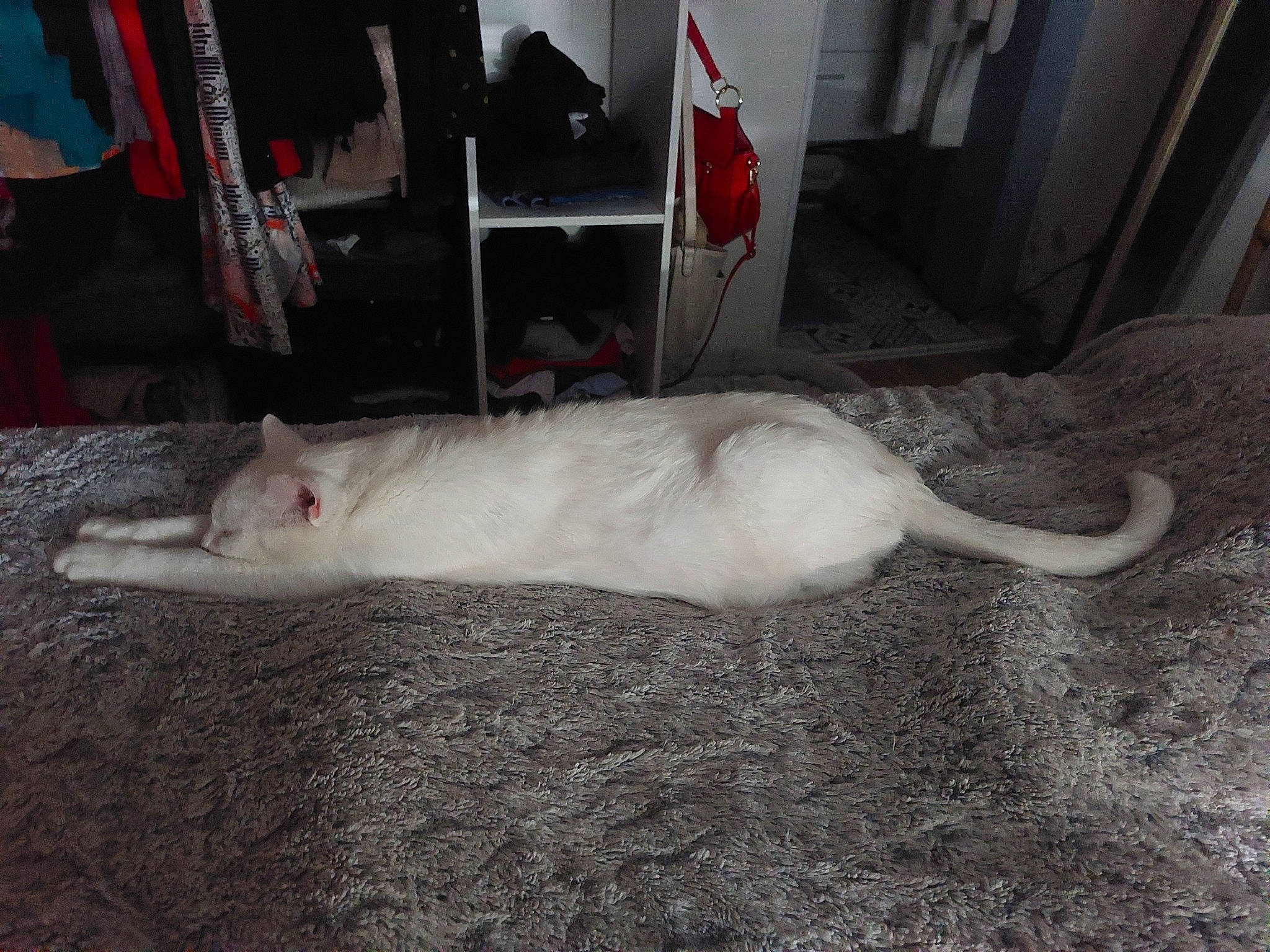 Monsieur Malley a rejoint le concours — aidez-le/la à gagner de superbes lots ! canidae, carnivore, cat, comfort, dog_breed, domestic_short_haired_cat, felidae, flooring, fur, paw, small_to_medium_sized_cats, snout, tail, terrestrial_animal, whiskers