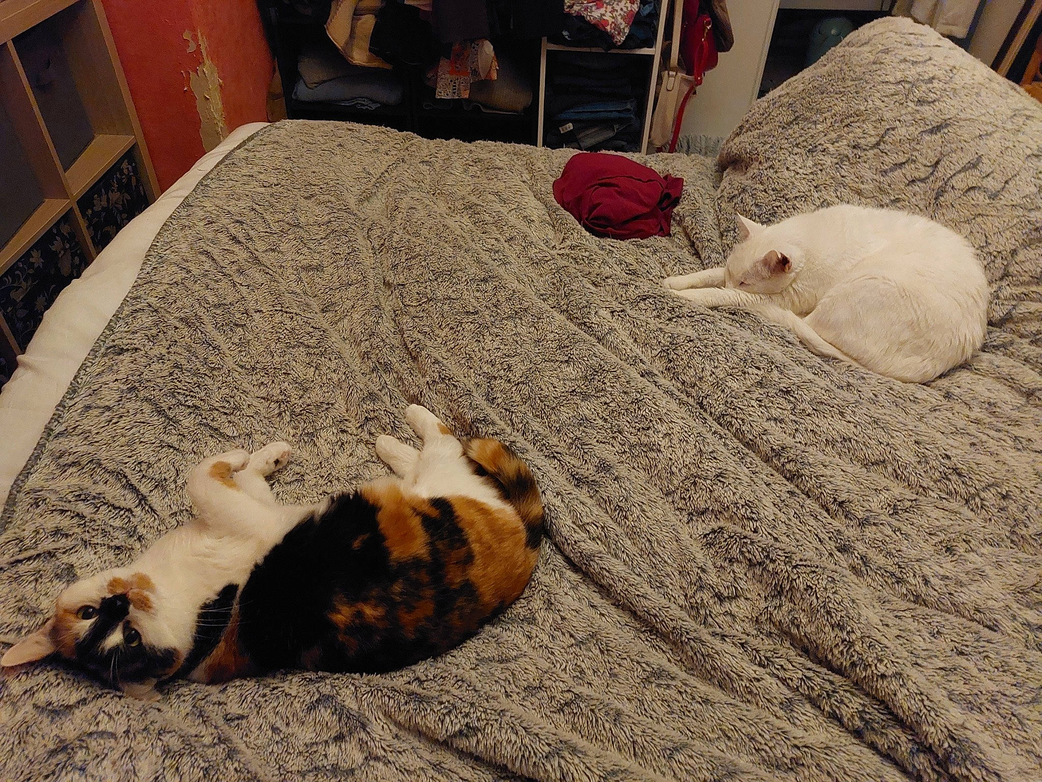 Monsieur Malley participe au concours pour gagner de l'argent avec cette photo : cabinetry, canidae, carnivore, cat, comfort, companion_dog, domestic_short_haired_cat, felidae, flooring, fur, hardwood, linens, livestock, paw, room, sand, small_to_medium_sized_cats, tail, whiskers, wood