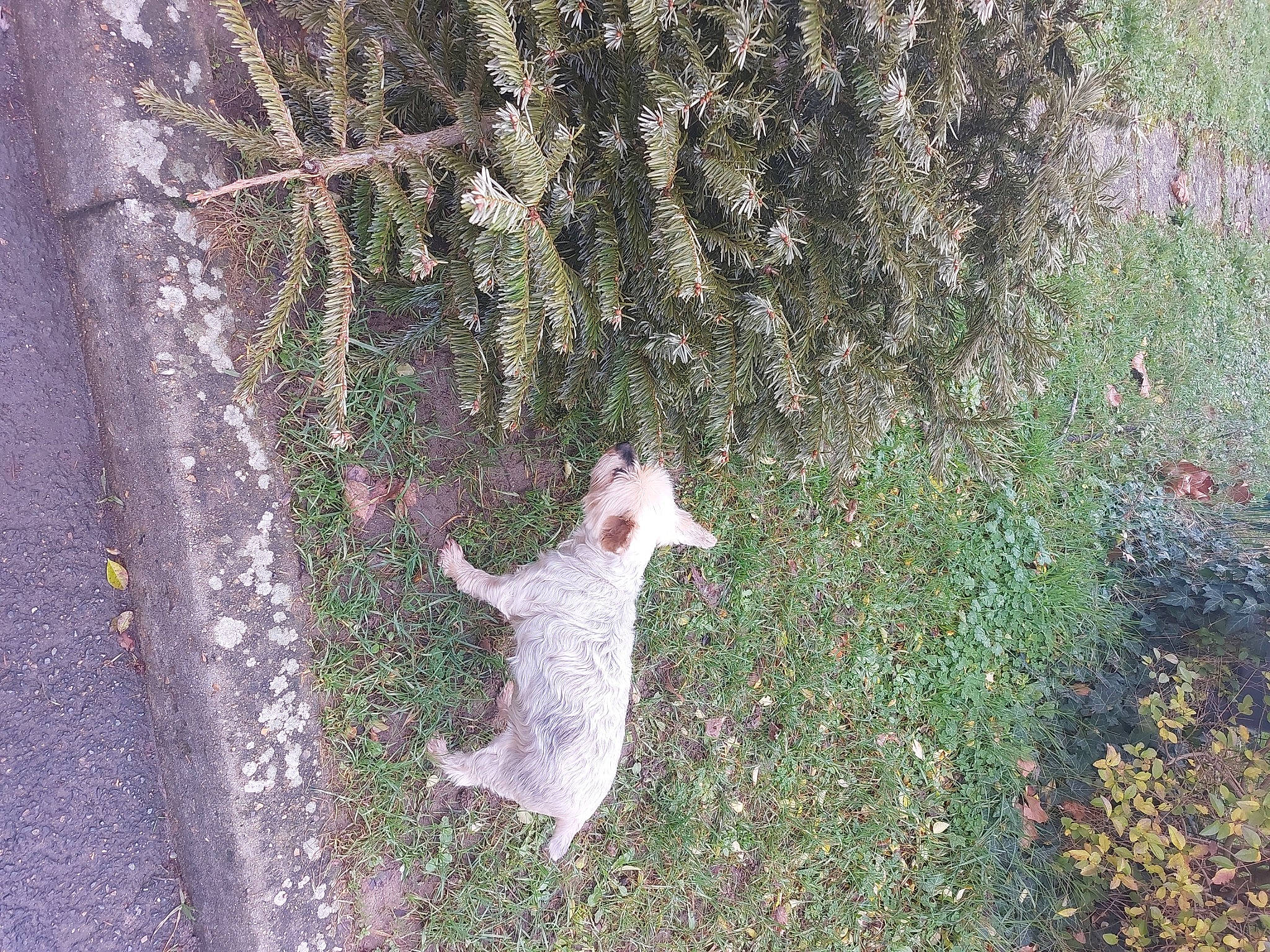 Etoile a rejoint le concours — aidez-le/la à gagner de superbes lots ! annual_plant, asphalt, fawn, fur, grass, groundcover, plant, road_surface, shrub, soil, sporting_group, tail, terrestrial_animal, terrestrial_plant, tree, trunk, twig, wildlife, wood, woody_plant