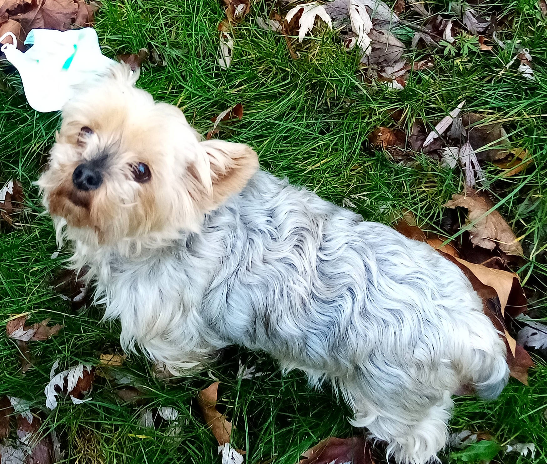 Etoile a rejoint le concours — aidez-le/la à gagner de superbes lots ! biewer_terrier, carnivore, collar, companion_dog, dog, dog_breed, dog_clothes, dog_collar, dog_supply, fawn, grass, maltepoo, plant, small_terrier, snout, terrier, toy_dog, water_dog, working_animal, yorkipoo