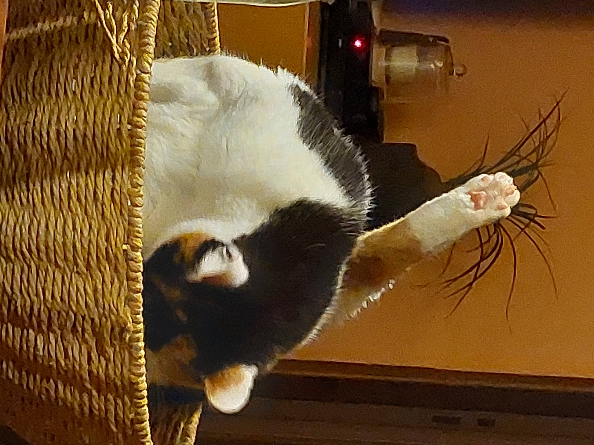 Shy a rejoint le concours — aidez-le/la à gagner de superbes lots ! carnivore, cat, cat_supply, comfort, domestic_short_haired_cat, fawn, felidae, fur, hardwood, natural_material, paw, pet_supply, room, small_to_medium_sized_cats, snout, tail, terrestrial_animal, whiskers, wood