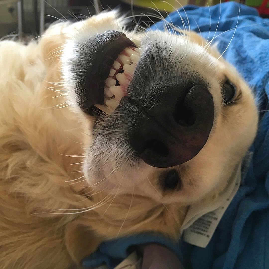 Luna a rejoint le concours — aidez-le/la à gagner de superbes lots ! animal, ball, blanket, bodypart, canine, dog, football, goldenretriever, hound, mouth, person, pet, puppy, sleeping, snout, soccer, soccerball, sport, teeth, whitedog