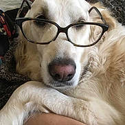 Luna participe au concours pour gagner de l'argent avec cette photo : dog, golden_retriever, glasses, pet, animal, close_up, fur, nose, face, eyes, resting, indoor, cute, mammal, domestic_animal, sleepy, whiskers, portrait, relaxed, companion