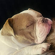 Diesel joined the competition — help win amazing prizes! dog, bulldog, sleeping, nap, wrinkles, muzzle, paws, closed_eyes, short_fur, brown_and_white, pet, portrait, close_up, indoors, resting, peaceful, cute, funny, dark_background, photography