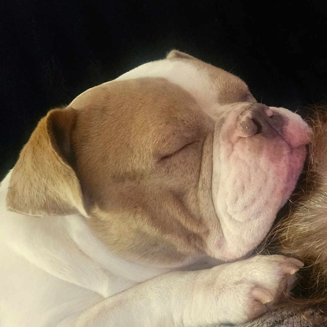 Diesel joined the competition — help win amazing prizes! dog, bulldog, sleeping, nap, wrinkles, muzzle, paws, closed_eyes, short_fur, brown_and_white, pet, portrait, close_up, indoors, resting, peaceful, cute, funny, dark_background, photography