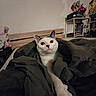 cat, white_cat, black_ears, blanket, bed, bedroom, furniture, shelf, plush_toy, stuffed_animal, paw, pet, indoor, cozy, curious, animal, resting, cute, feline, home