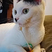 Thena a rejoint le concours — aidez-le/la à gagner de superbes lots ! cat, white_cat, black_markings, indoor, pet, animal, feather_toy, curious, lying_down, close_up, whiskers, green_eyes, soft_fur, blanket, cozy, background_door, background_clothes, domestic, feline, playful