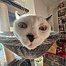 cat, close_up, wide_angle, distorted_face, cat_tree, indoor, pet, whiskers, ears, nose, fur, shelf, toys, cage, room, window, daylight, floor, home, curious