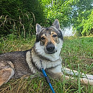 Oryon a rejoint le concours — aidez-le/la à gagner de superbes lots ! dog, canine, outdoor, grass, greenery, leash, pet, nature, animal, fur, ears, nose, lying_down, daylight, trees, plants, snout, collar, resting, muzzle