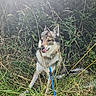 Oryon a rejoint le concours — aidez-le/la à gagner de superbes lots ! dog, leash, grass, plants, outdoor, nature, sunlight, tongue, fur, sitting, greenery, canine, pet, animal, field, daylight, leaf, wild, tongue_out, collar