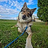 Oryon a rejoint le concours — aidez-le/la à gagner de superbes lots ! dog, grass, leash, outdoor, sky, clouds, tree, animal, nature, field, canine, pet, blue_sky, green_grass, daytime, playful, curious, resting, collar, rural
