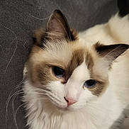 Winnie participe au concours pour gagner de l'argent avec cette photo : cat, blue_eyes, fluffy, white_fur, brown_fur, close_up, pet, animal, resting, portrait, indoor, feline, whiskers, cute, soft, calm, face, ears, nose, gray_background