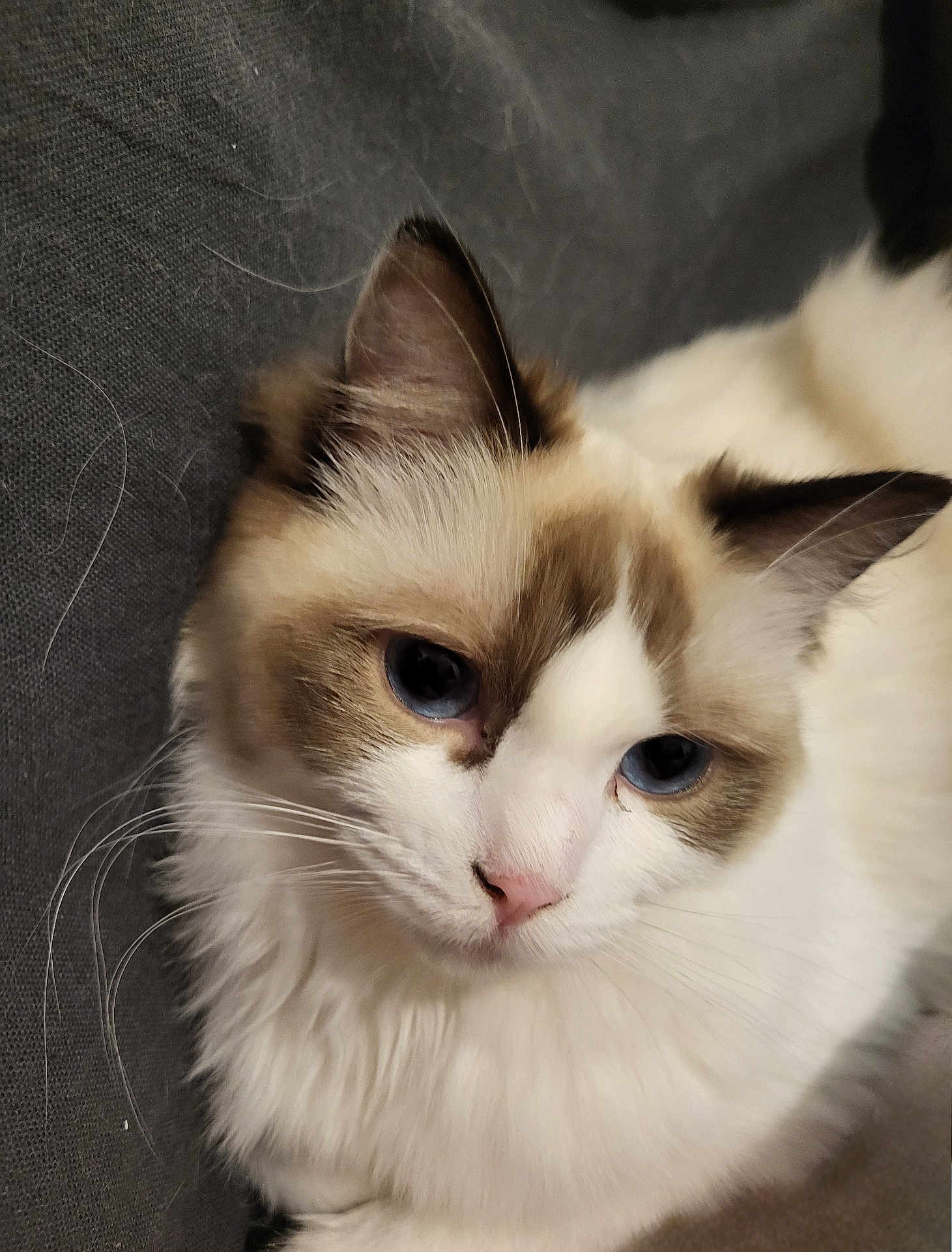Winnie participe au concours pour gagner de l'argent avec cette photo : cat, blue_eyes, fluffy, white_fur, brown_fur, close_up, pet, animal, resting, portrait, indoor, feline, whiskers, cute, soft, calm, face, ears, nose, gray_background