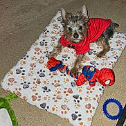 Max joined the competition — help win amazing prizes! dog, puppy, red_shirt, toy, spiderman_toy, blanket, paw_print, carpet, indoor, pet, fur, small_dog, animal, cute, playful, resting, colorful, fabric, furniture, home