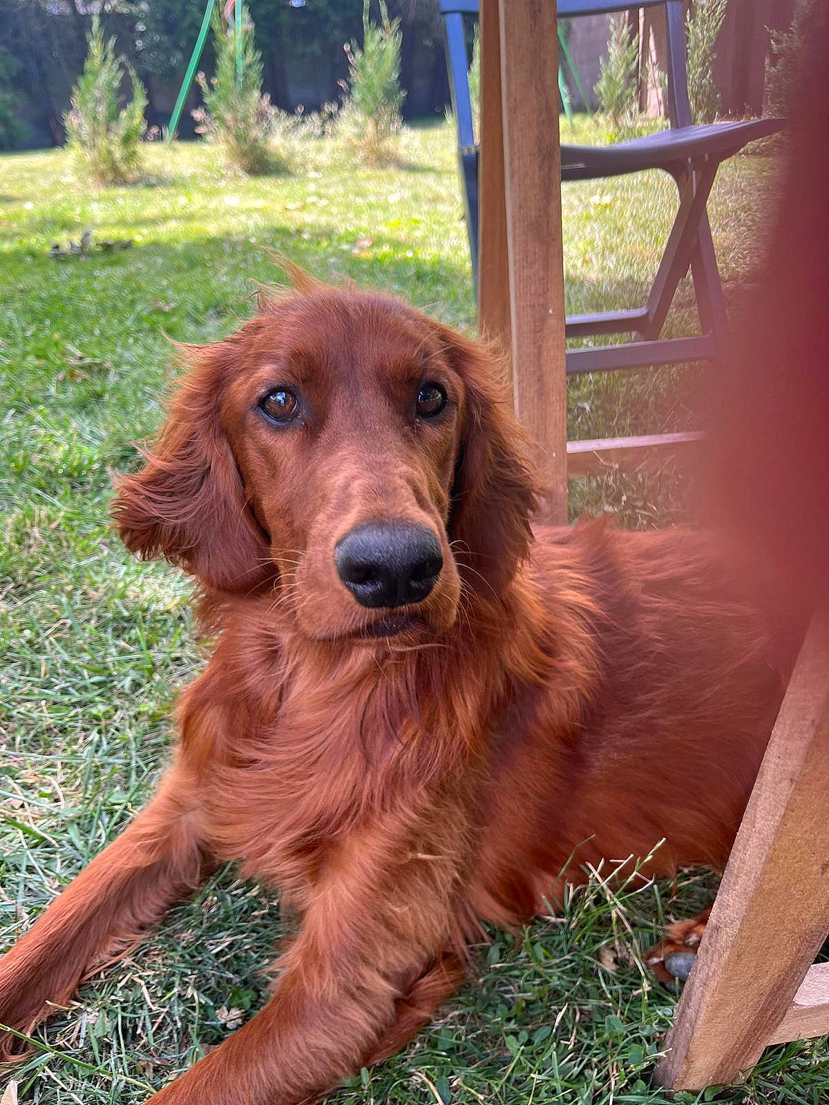 Ares participe au concours pour gagner de l'argent avec cette photo : canidae, carnivore, companion_dog, dog, dog_breed, fawn, fur, grass, gun_dog, hunting_dog, liver, plant, retriever, snout, sporting_group, terrestrial_animal, tree, wood, working_animal, working_dog