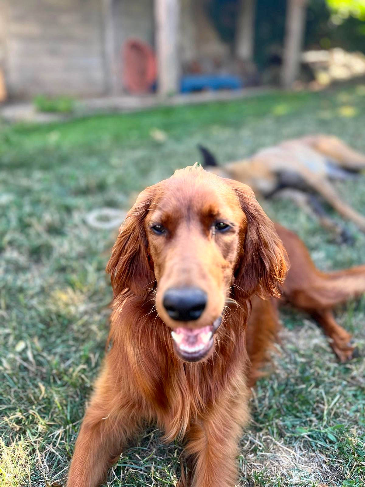 Ares participe au concours pour gagner de l'argent avec cette photo : canidae, carnivore, companion_dog, dog, dog_breed, fawn, fur, grass, gun_dog, hunting_dog, liver, plant, snout, sporting_group, whiskers, working_dog