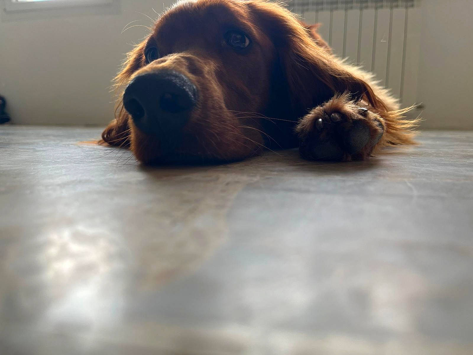 Ares a rejoint le concours — aidez-le/la à gagner de superbes lots ! canidae, carnivore, companion_dog, dog, dog_breed, fawn, flooring, fur, gun_dog, hardwood, liver, pet_supply, retriever, snout, spaniel, sporting_group, whiskers, wood, working_animal, working_dog