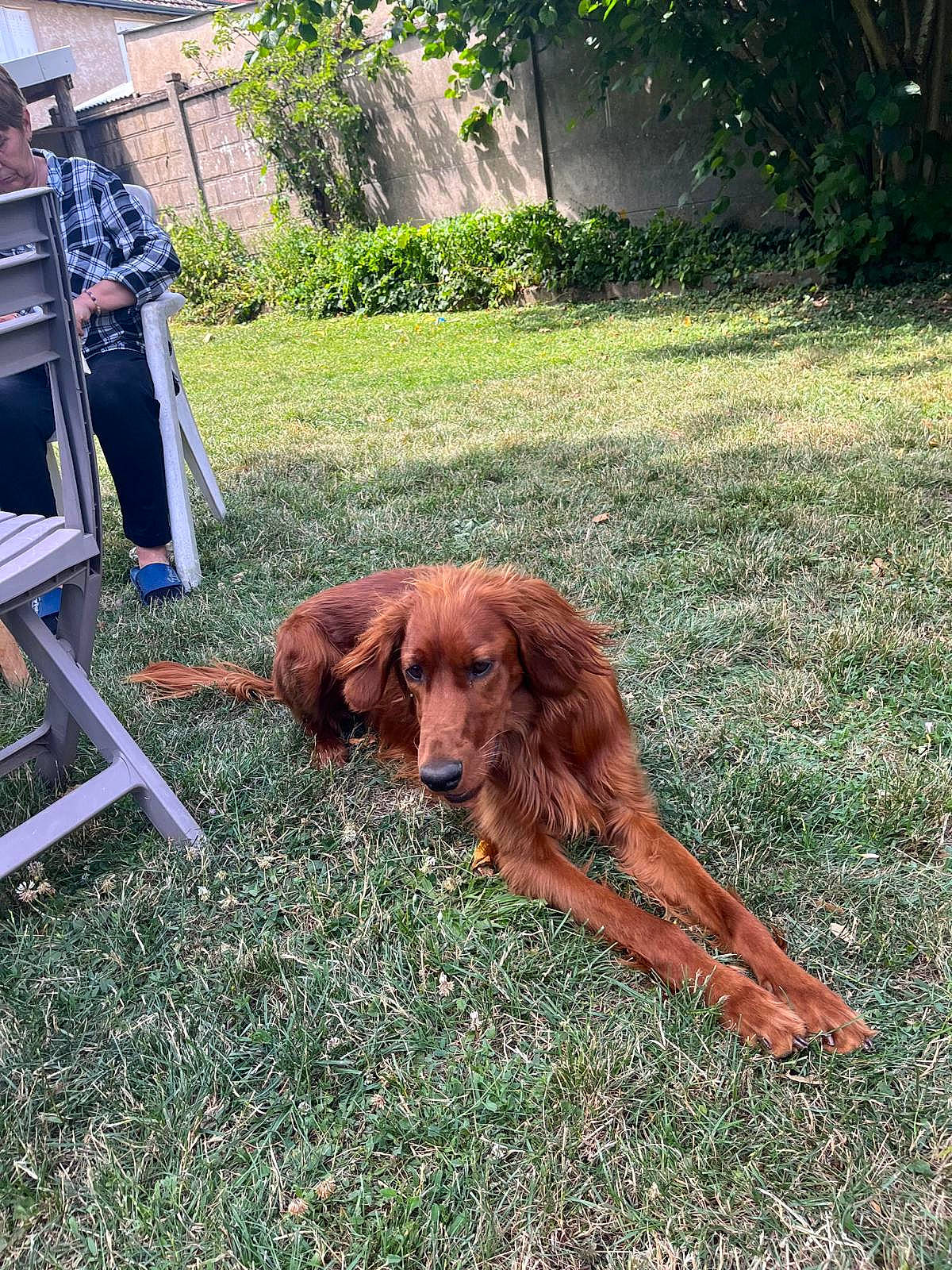 Ares participe au concours pour gagner de l'argent avec cette photo : carnivore, chair, collar, companion_dog, dog, dog_breed, fawn, folding_chair, fur, grass, gun_dog, leash, liver, plant, retriever, spaniel, sporting_group, tree, tripod, working_animal