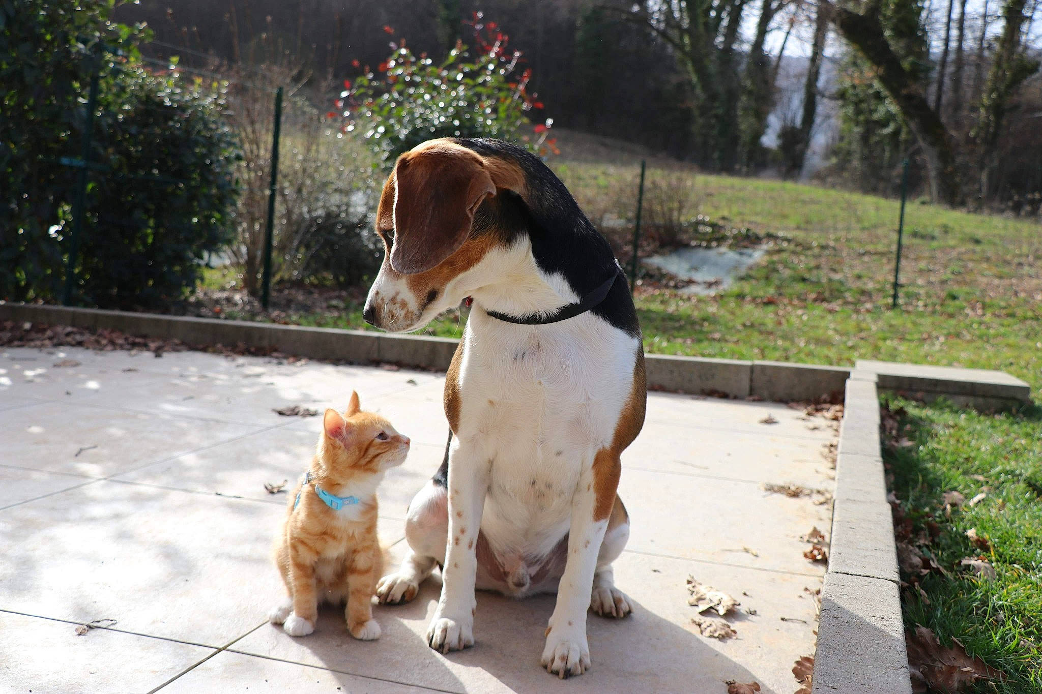 Gwada participe au concours pour gagner de l'argent avec cette photo : basset_hound, carnivore, collar, companion_dog, dog, dog_breed, dog_collar, dog_supply, fawn, grass, leash, plant, scent_hound, sidewalk, snout, spaniel, tail, terrier, tree, working_animal