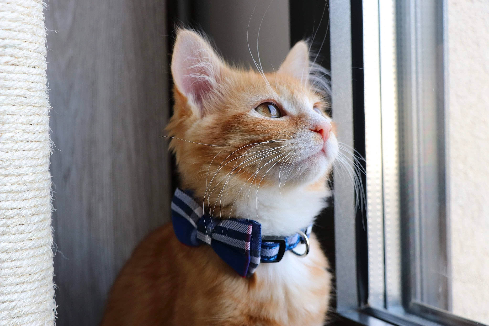 Gwada participe au concours pour gagner de l'argent avec cette photo : carnivore, cat, claw, collar, domestic_short_haired_cat, electric_blue, eye, fawn, felidae, fur, iris, paw, sitting, small_to_medium_sized_cats, snout, tail, tree, whiskers, window, wood