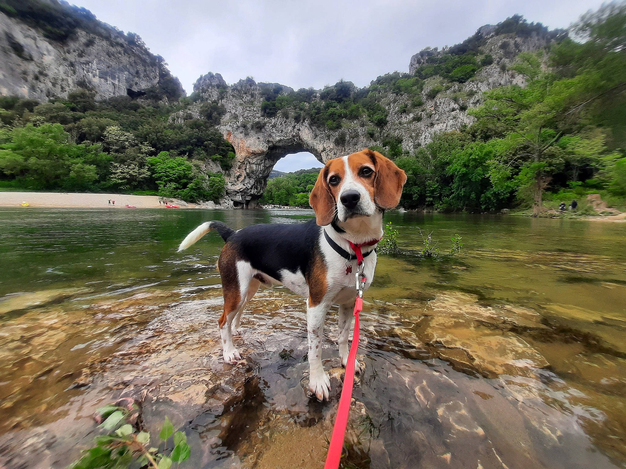 Guinness participe au concours pour gagner de l'argent avec cette photo : canidae, carnivore, cloud, collar, companion_dog, dog, dog_breed, dog_supply, fawn, hill, lake, landscape, leisure, mountain, plant, sky, sporting_group, tree, water, working_animal
