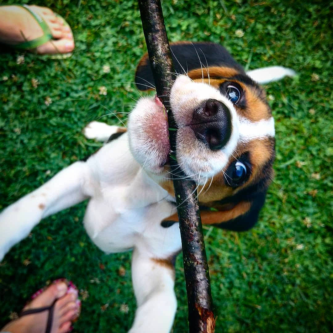 Guinness participe au concours pour gagner de l'argent avec cette photo : ancient_dog_breeds, carnivore, collar, companion_dog, dog, dog_breed, fawn, foot, fur, grass, green, human_leg, plant, snout, tail, terrestrial_animal, toy_dog, whiskers, working_animal, working_dog