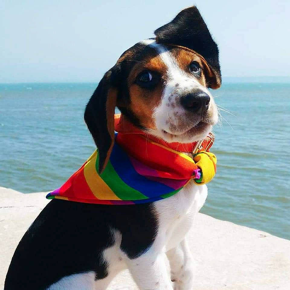 Guinness a rejoint le concours — aidez-le/la à gagner de superbes lots ! carnivore, collar, companion_dog, dog, dog_breed, dog_collar, dog_supply, eyewear, happy, hound, leash, personal_protective_equipment, pet_supply, scent_hound, sky, snout, sporting_group, water, whiskers, working_animal