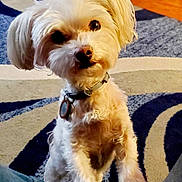 Snickers joined the competition — help win amazing prizes! dog, small_dog, white_dog, curious, indoors, carpet, patterned_rug, pet, collar, fur, cute, animal, companion, domestic, friendly, looking_up, standing, floor, curly_fur, close_up