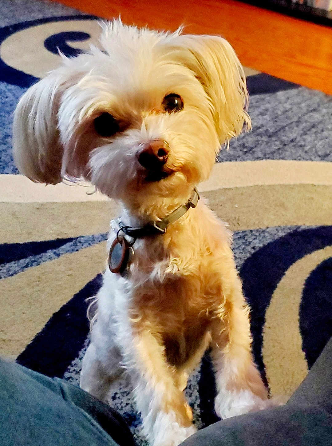 Snickers joined the competition — help win amazing prizes! dog, small_dog, white_dog, curious, indoors, carpet, patterned_rug, pet, collar, fur, cute, animal, companion, domestic, friendly, looking_up, standing, floor, curly_fur, close_up
