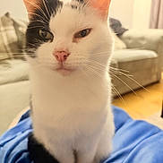 Daenerys joined the competition — help win amazing prizes! cat, black_and_white, pet, feline, whiskers, close_up, indoor, blanket, soft_texture, cozy, living_room, couch, ears, face, fur, pink_nose, sitting, relaxed, domestic_animal, home
