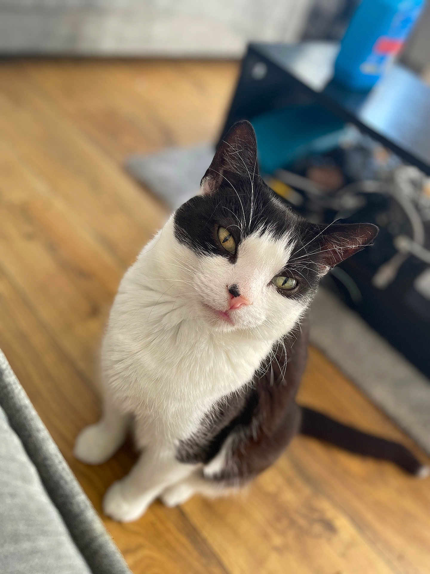 Timmy