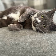 Cortana is registered to the contest to win money with this photo: cat, gray_cat, white_cat, pet, indoor, couch, relaxing, laying_down, whiskers, fur, close_up, domestic_cat, feline, sleepy, cozy, home, animal, cute, resting, soft_light
